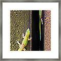 Gold Dusted Day Gecko Framed Print