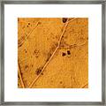 Gold Leaf Detail Framed Print