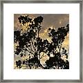 Gold Sunset Tree Silhouette I Framed Print