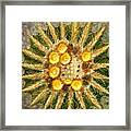 Golden Barrel Cactus Framed Print