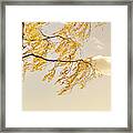 Golden Birch Leaves Fluttering In A Morning Breeze Framed Print