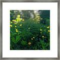 Golden Blooms Framed Print