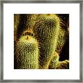 Golden Cactus Framed Print