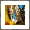 Golden Eagle Framed Print