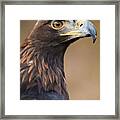 Golden Eagle Framed Print