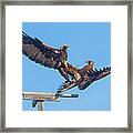 Golden Eagle Courtship Framed Print