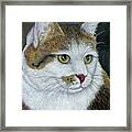 Golden Eyes Framed Print