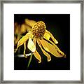 Golden Glow Wildflower - 2 Framed Print