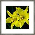 Golden Lilies Framed Print