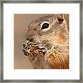 Golden-mantled Ground Squirrel Nibbling On A Bite Framed Print