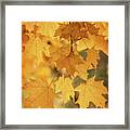 Golden Maple Framed Print