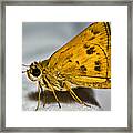 Golden Moth Framed Print