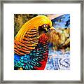 Golden Pheasant Painterly Framed Print