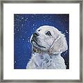 Golden Retriever Pup In Snow Framed Print