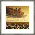 Golden Sunflower Skies Framed Print