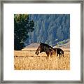 Golden Sunrise On A Horse Framed Print