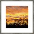 Golden Sunset Framed Print