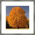 Golden Tree Of Autumn Framed Print