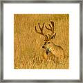 Golden Velvet Framed Print