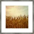 Golden Wheat Framed Print