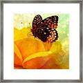 Golden World Of Butterfly Framed Print