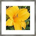 Golden Yellow Lily Framed Print