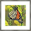 Goldenrod And The Monarch Framed Print