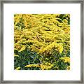 Goldenrod With Bees Framed Print
