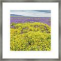 Goldfield And Phacelia Framed Print