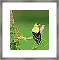 Goldfinch In A Flower Garden Framed Print