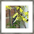 Goldfinch Lunchtime Framed Print