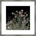 Goldfinch Sitting On A Thistle Framed Print