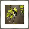 Goldfinch Suspended In Song Framed Print