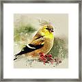 Goldfinch Watercolor Art Framed Print