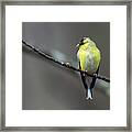 Goldfinch With Spring Buds Framed Print