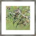 Goldfinches On Thistle Framed Print