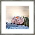 Gone Shelling Framed Print