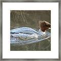 Goosander Swimming Framed Print