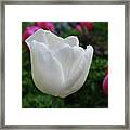 Gorgeous Flowering White Tulip Flower Blossom Framed Print
