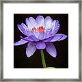 Gorgeous Purple Water Lily Framed Print