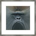 Gorilla Freehand Abstract Framed Print