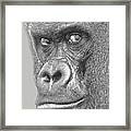 Gorilla Portrait Framed Print