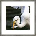 Gotcha Framed Print