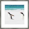 Gentoo Penguins Caught In A Sand Storm. Framed Print