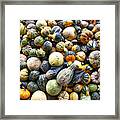 Gourds Pumpkins - Wisconsin Framed Print