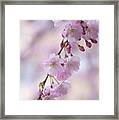 Grace Of Sakura. Spring Pastels Framed Print