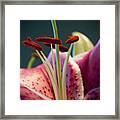 Graceful Lily Series 7 Framed Print
