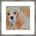 Gracie 2 Framed Print