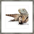 Grand Cayman Blue Iguana Looking To Side Framed Print