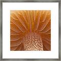 Grand Mushroom Framed Print